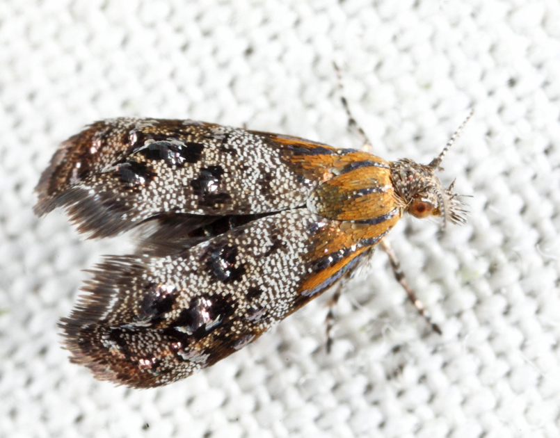 2647 - Everlasting Tebenna - Tebenna gnaphaliella