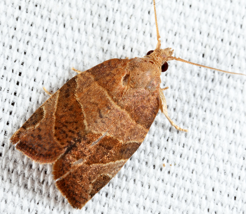 3594 - Three-lined Leafroller - Pandemis limitata