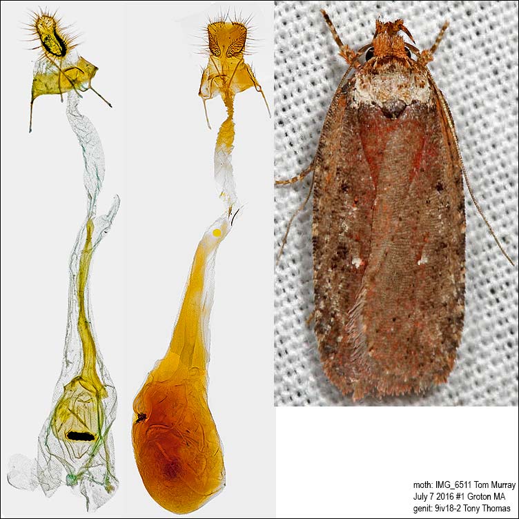 0869  Walsinghams Agonopterix Moth  Agonopterix walsinghamella