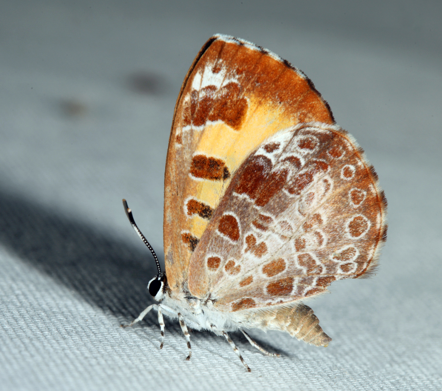 4249 - Harvester - Feniseca tarquinius