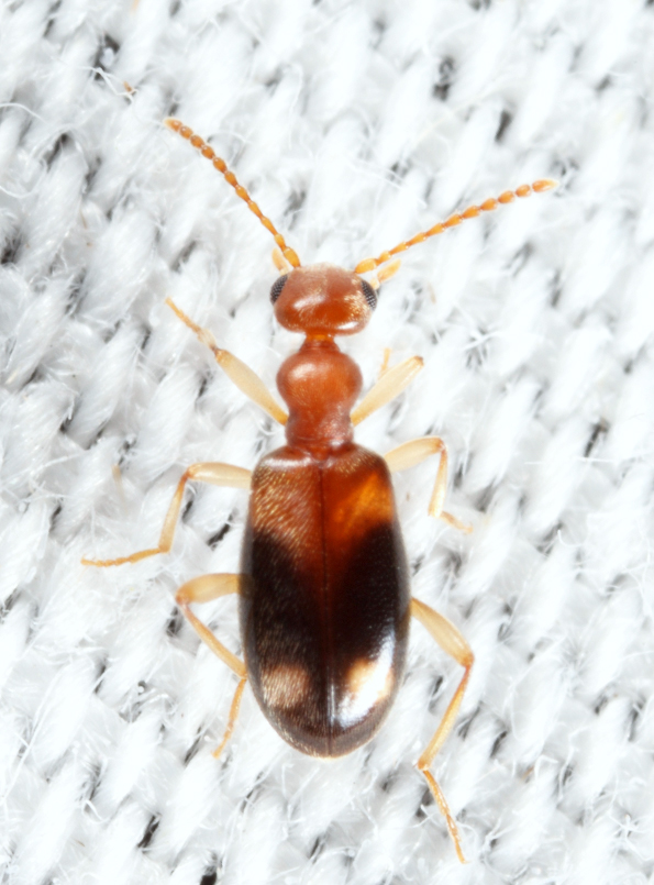 Stricticollis tobias