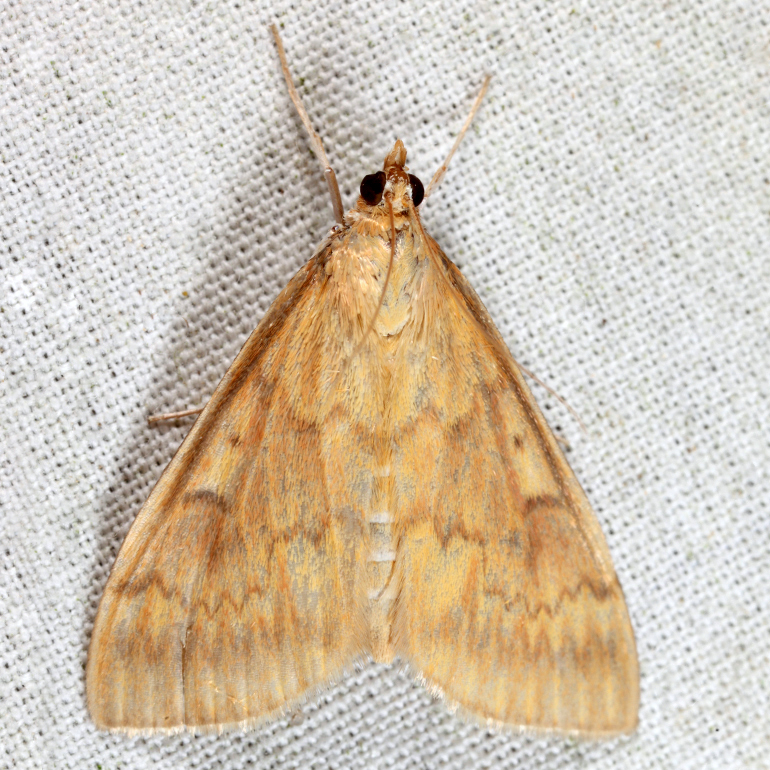 4949 - European Corn Borer - Ostrinia nubilalis