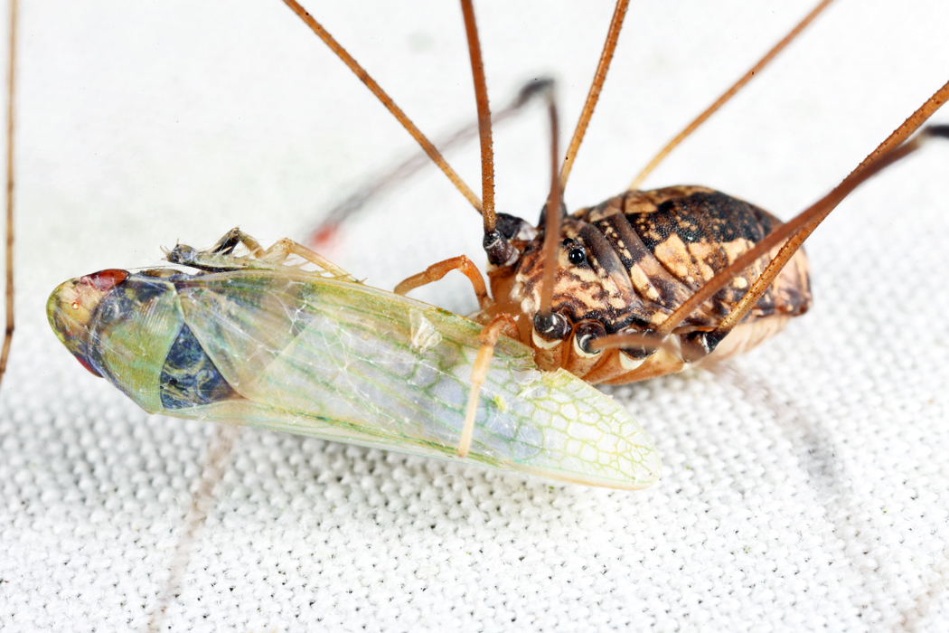 Leiobunum vittatum