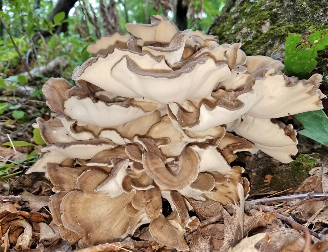 Grifola frondosa (Hen of the Woods)