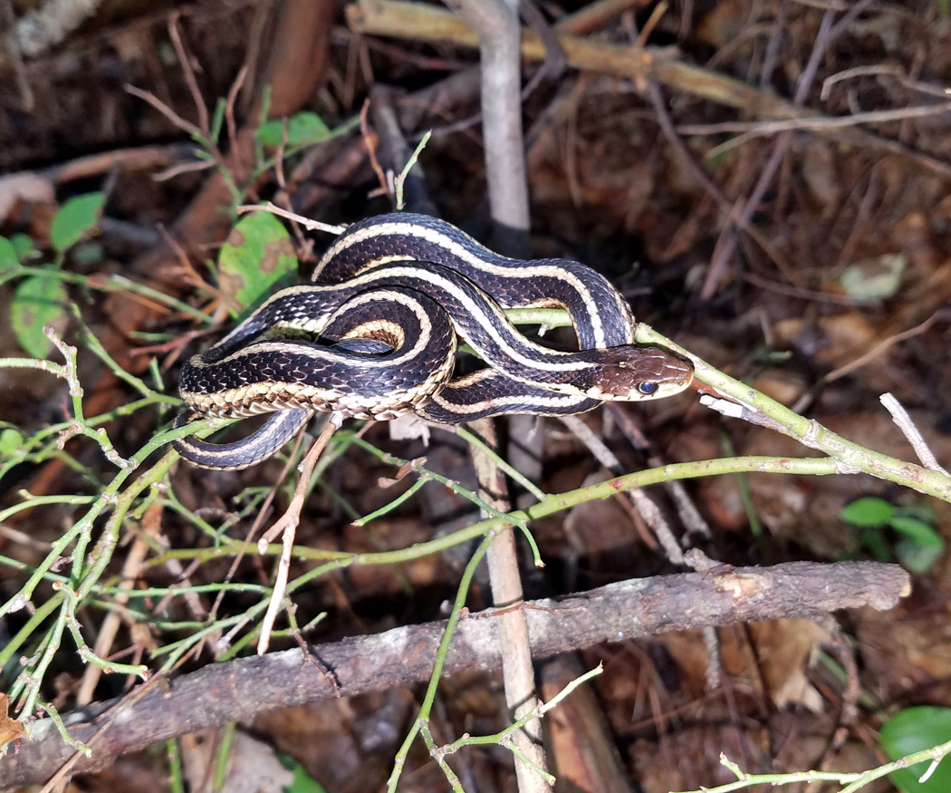 Garter Snake - Thamnophis sirtalis