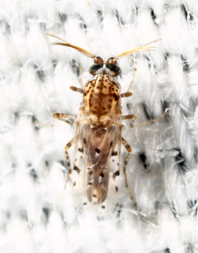 Alluaudomyia sp.