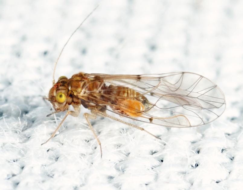 Lachesilla rufa