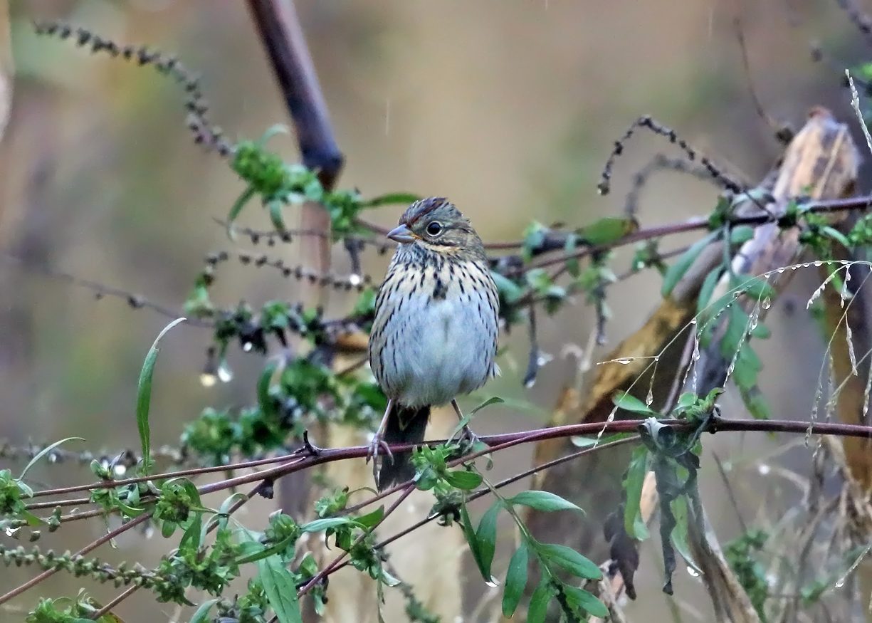 Lincolns Sparrow - Melospiza lincolnii