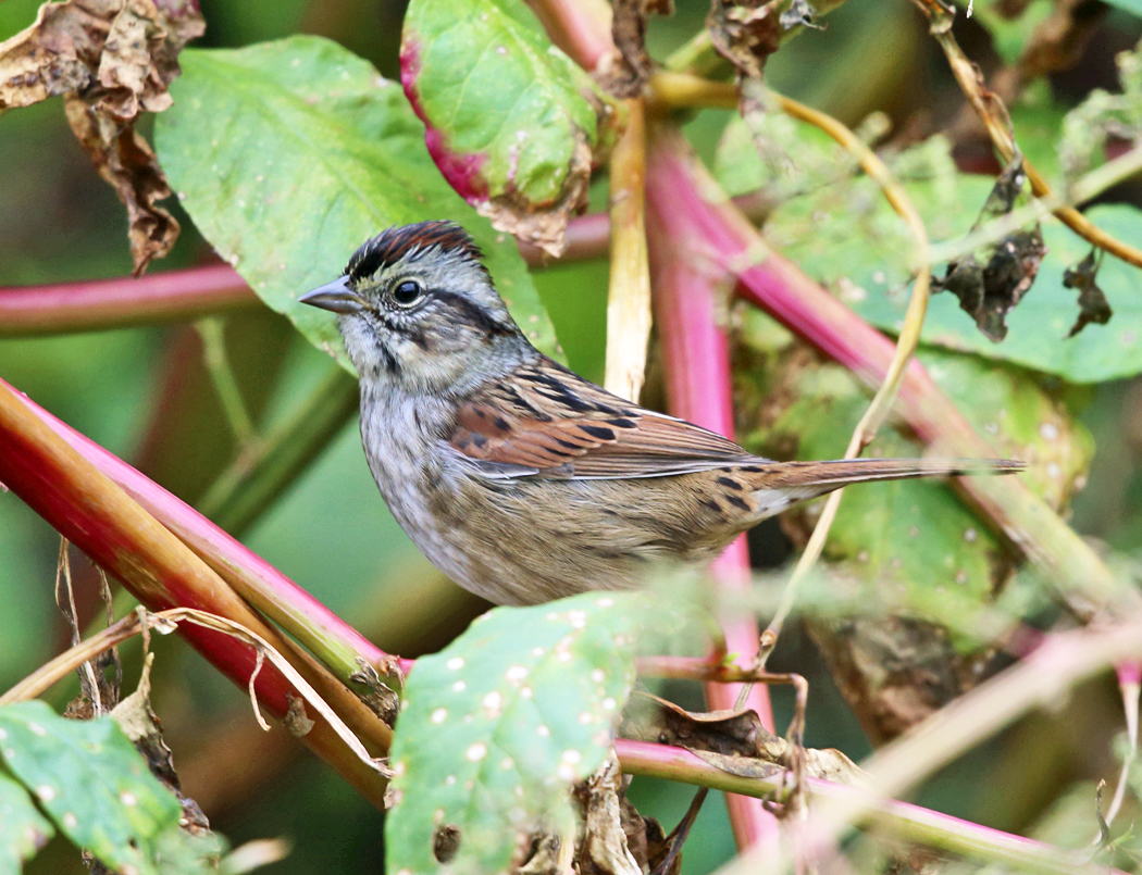 Swamp Sparrow - Melospiza georgiana