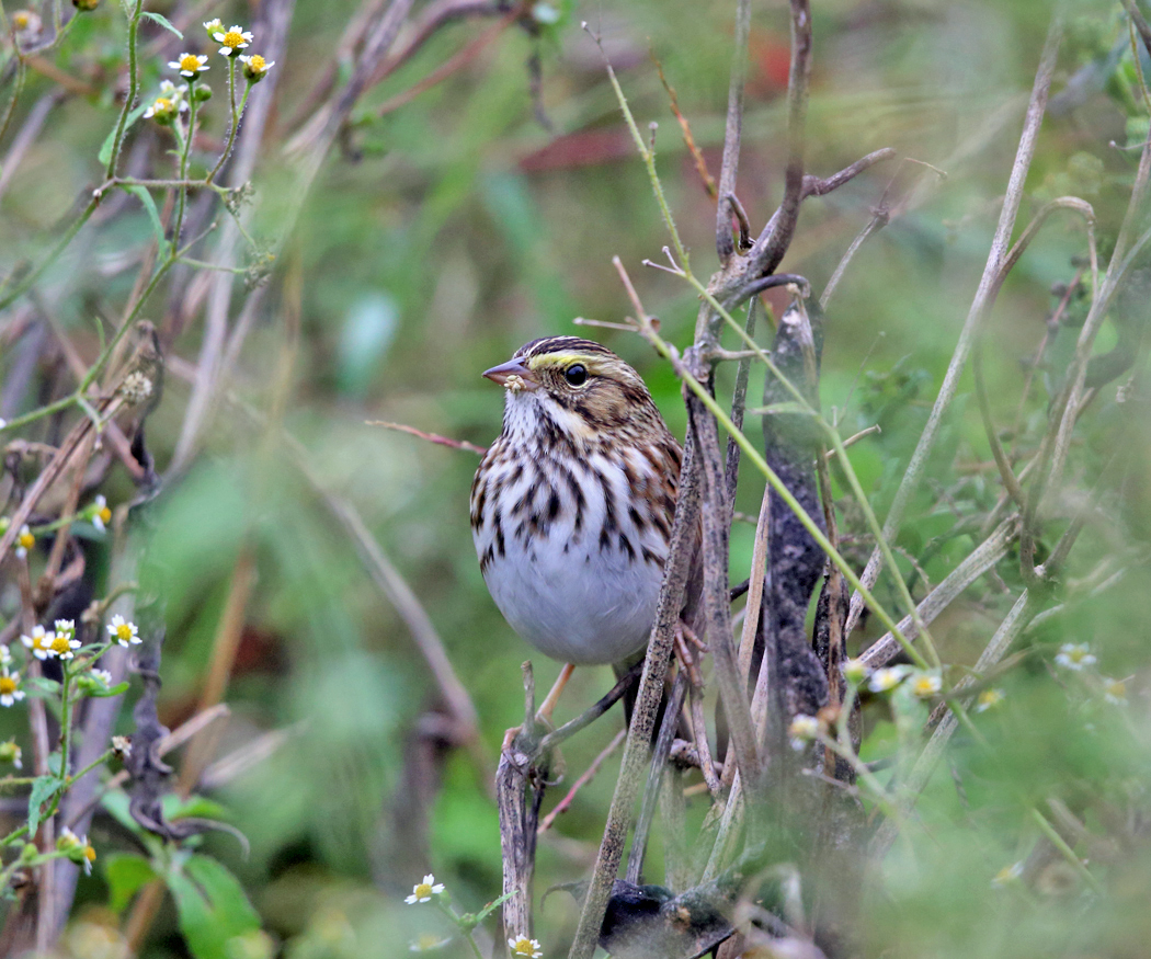 Savannah Sparrow - Passerculus sandwichensis