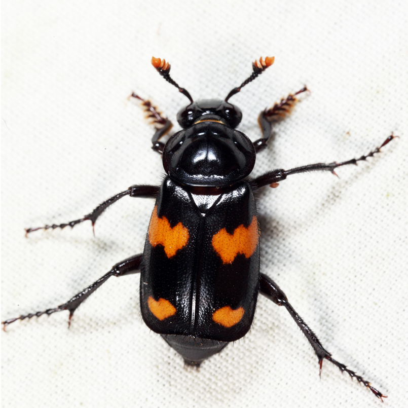 Roundneck Sexton Beetle - Nicrophorus orbicollis