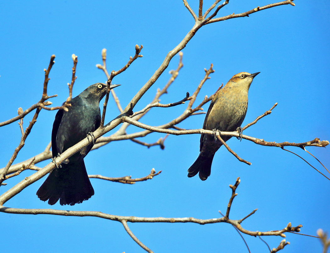 Rusty Blackbird - Euphagus carolinus