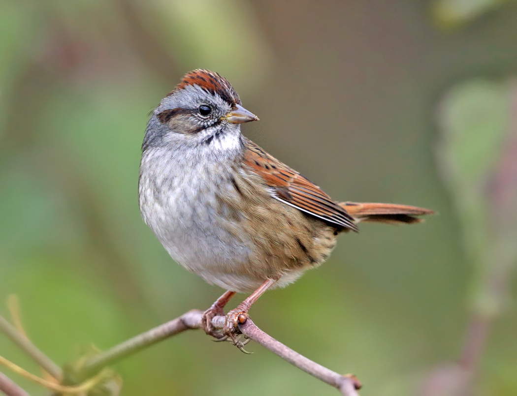 Swamp Sparrow - Melospiza georgiana