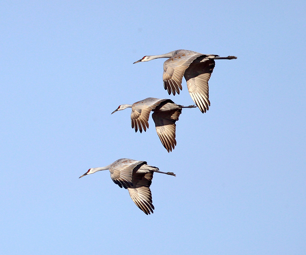 Sandhill Cranes - Antigone canadensis