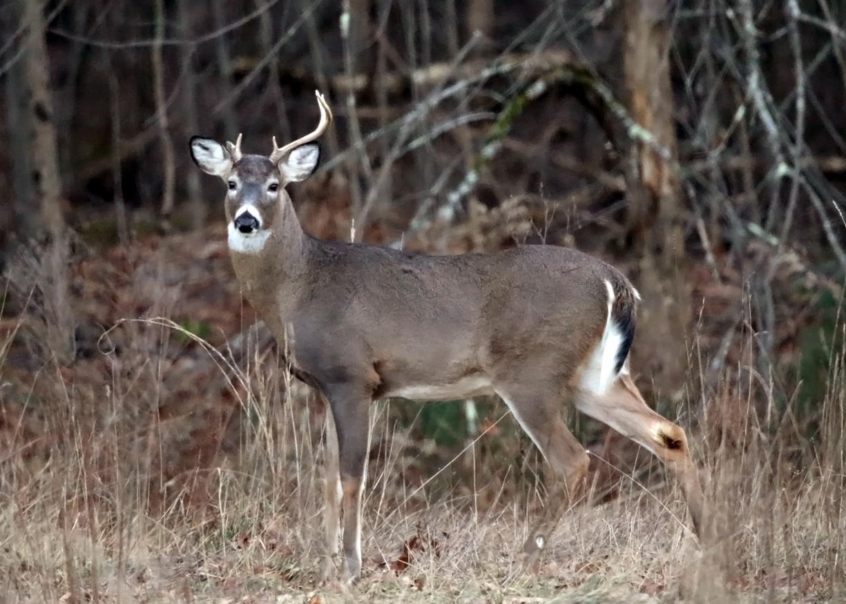 White-tailed Deer - Odocoileus virginianus