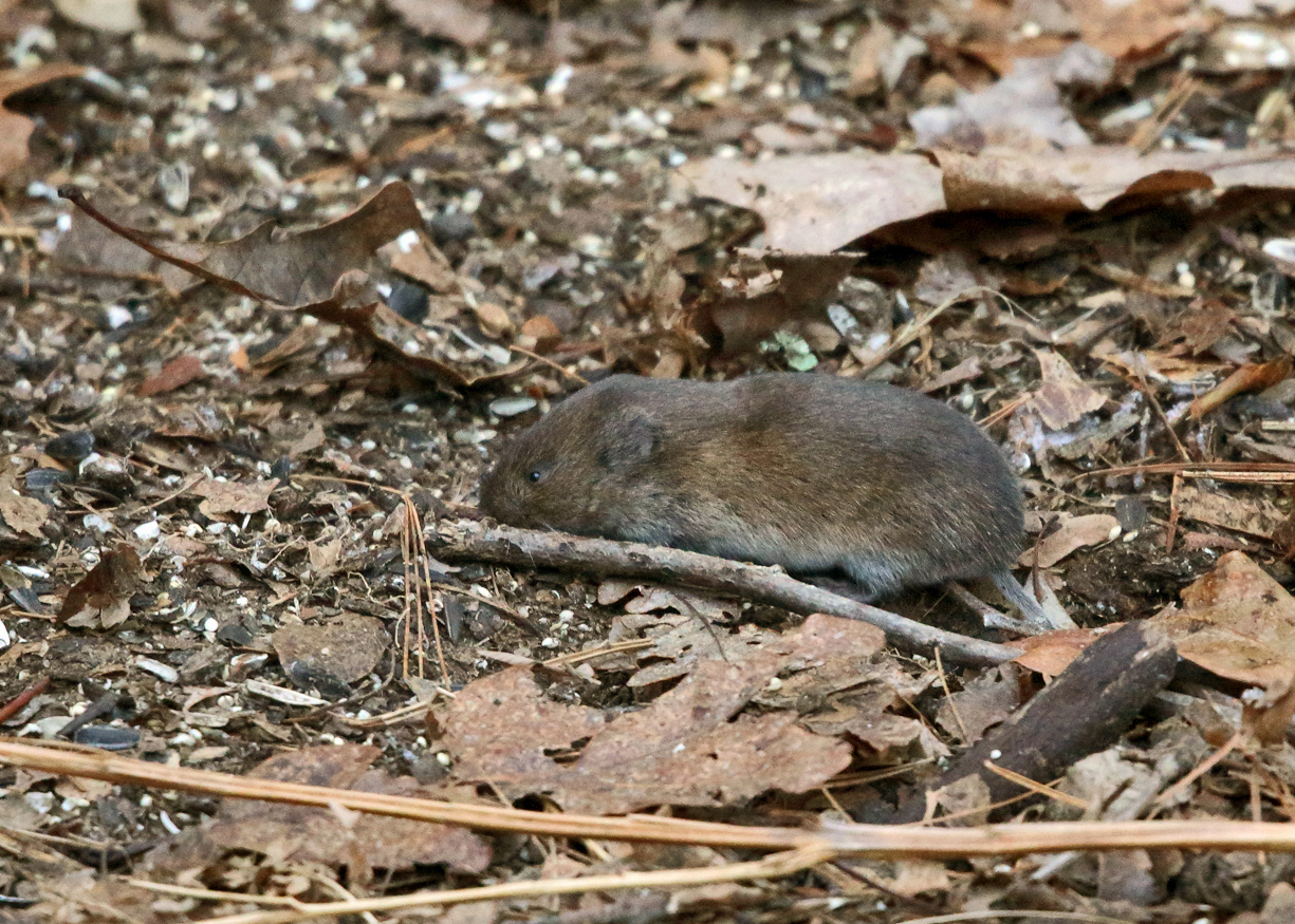 Meadow Vole - Microtus pennsylvanicus