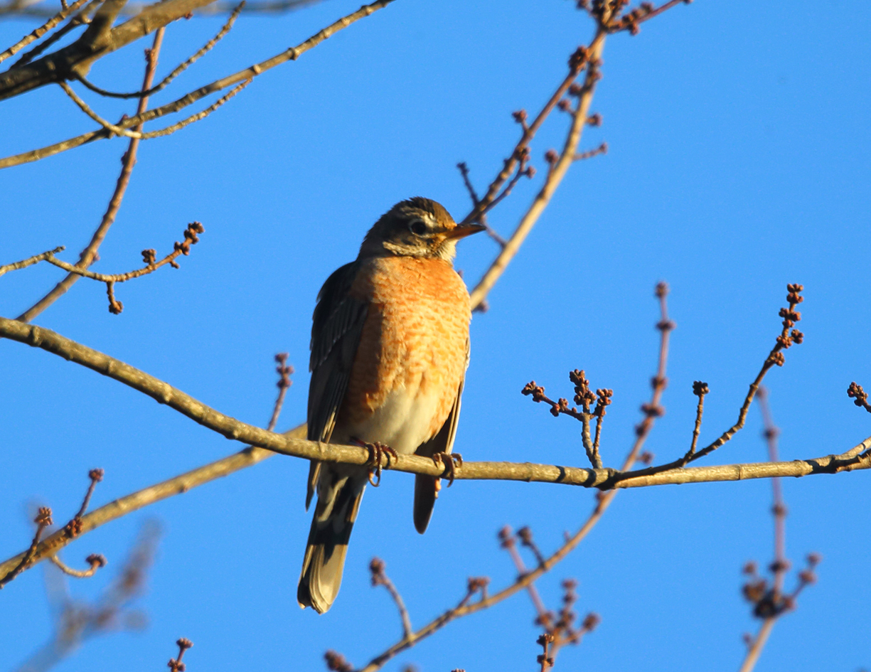American Robin - Turdus migratorius