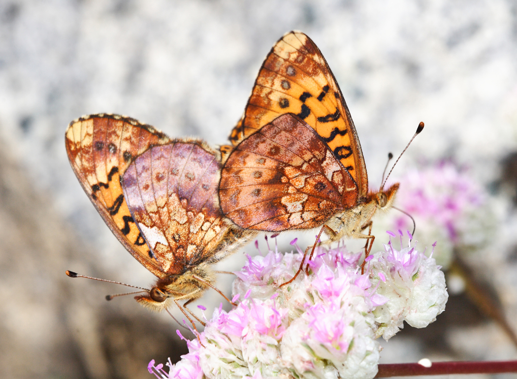 Pacific Fritillaries - Boloria epithore