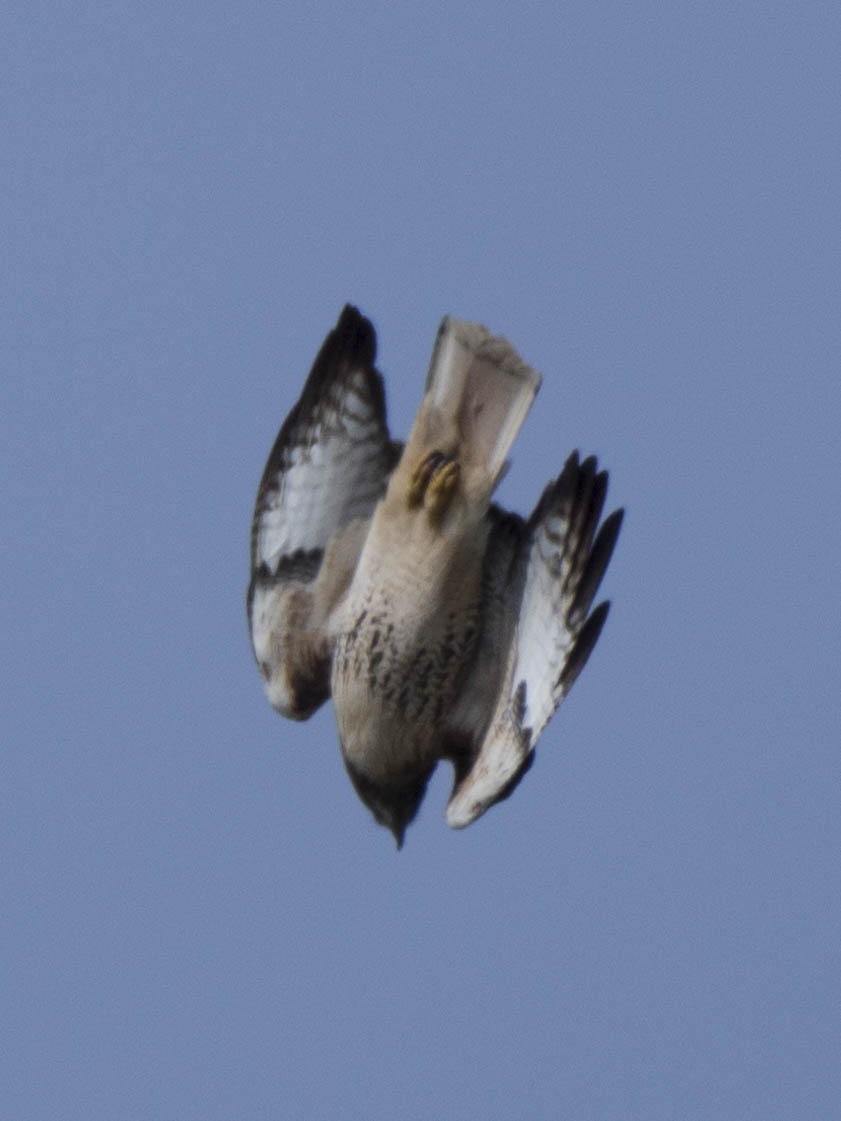 Red Tail