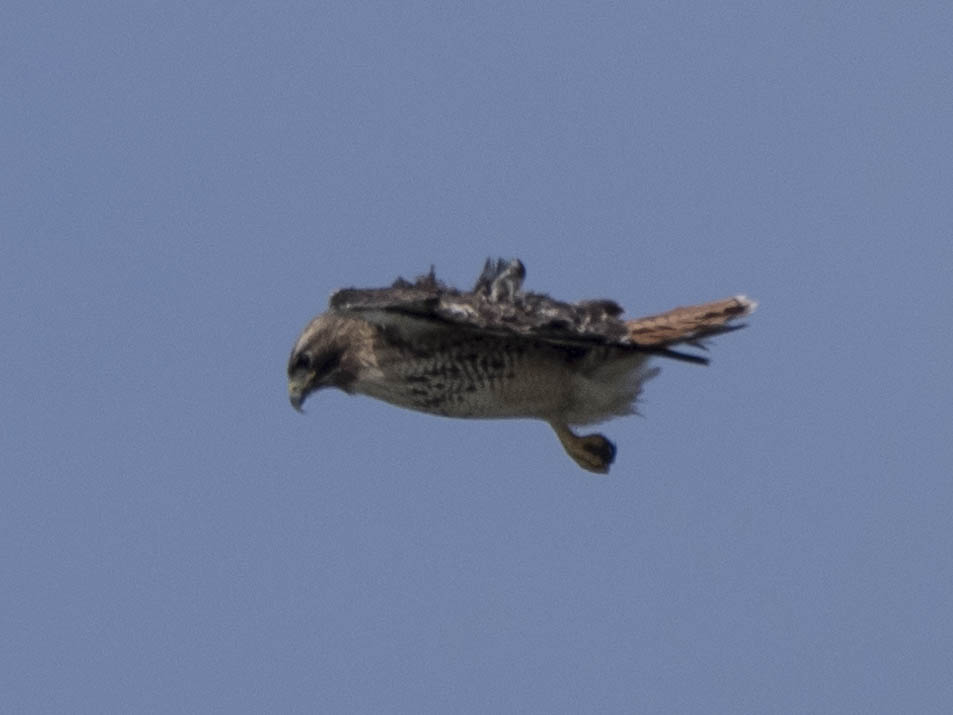 Red Tail