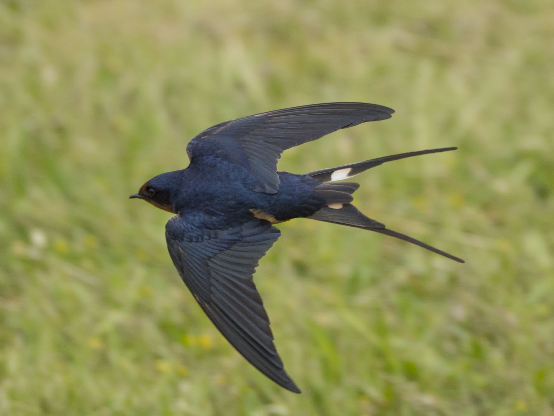 swallow-2.jpg