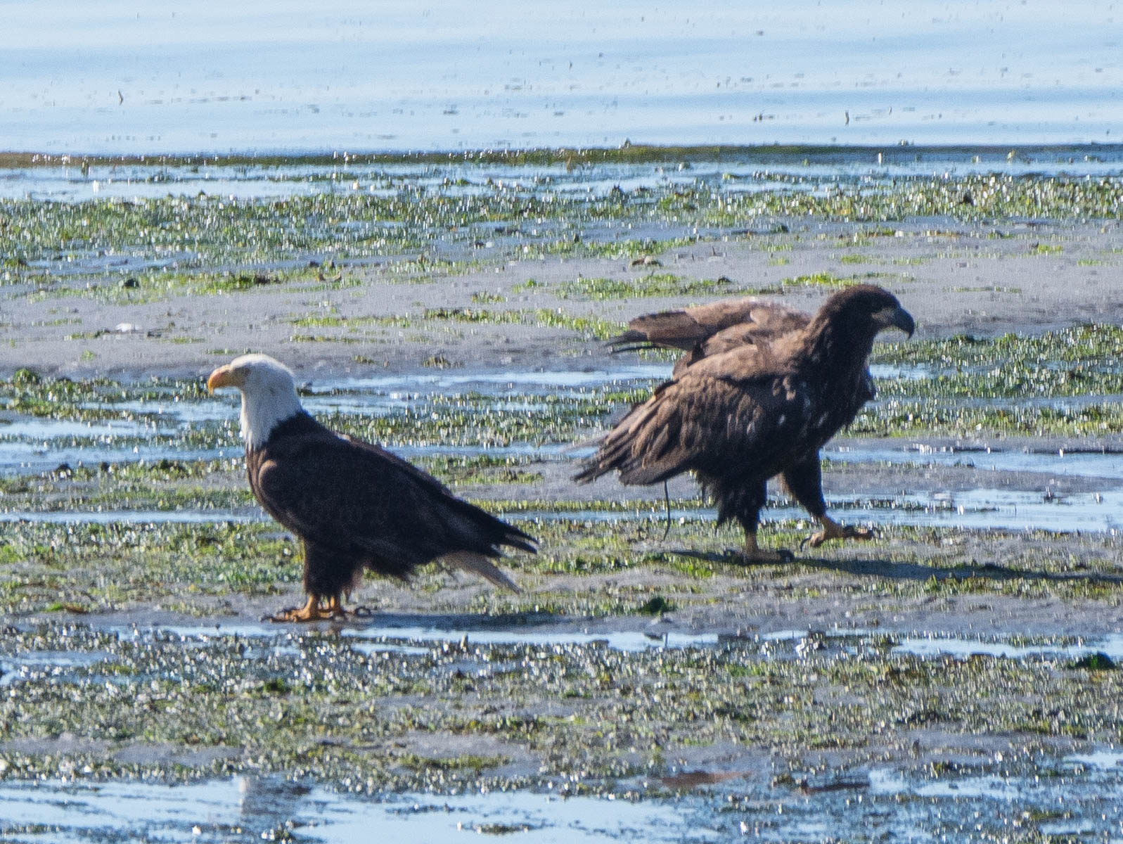 fledge-5.jpg