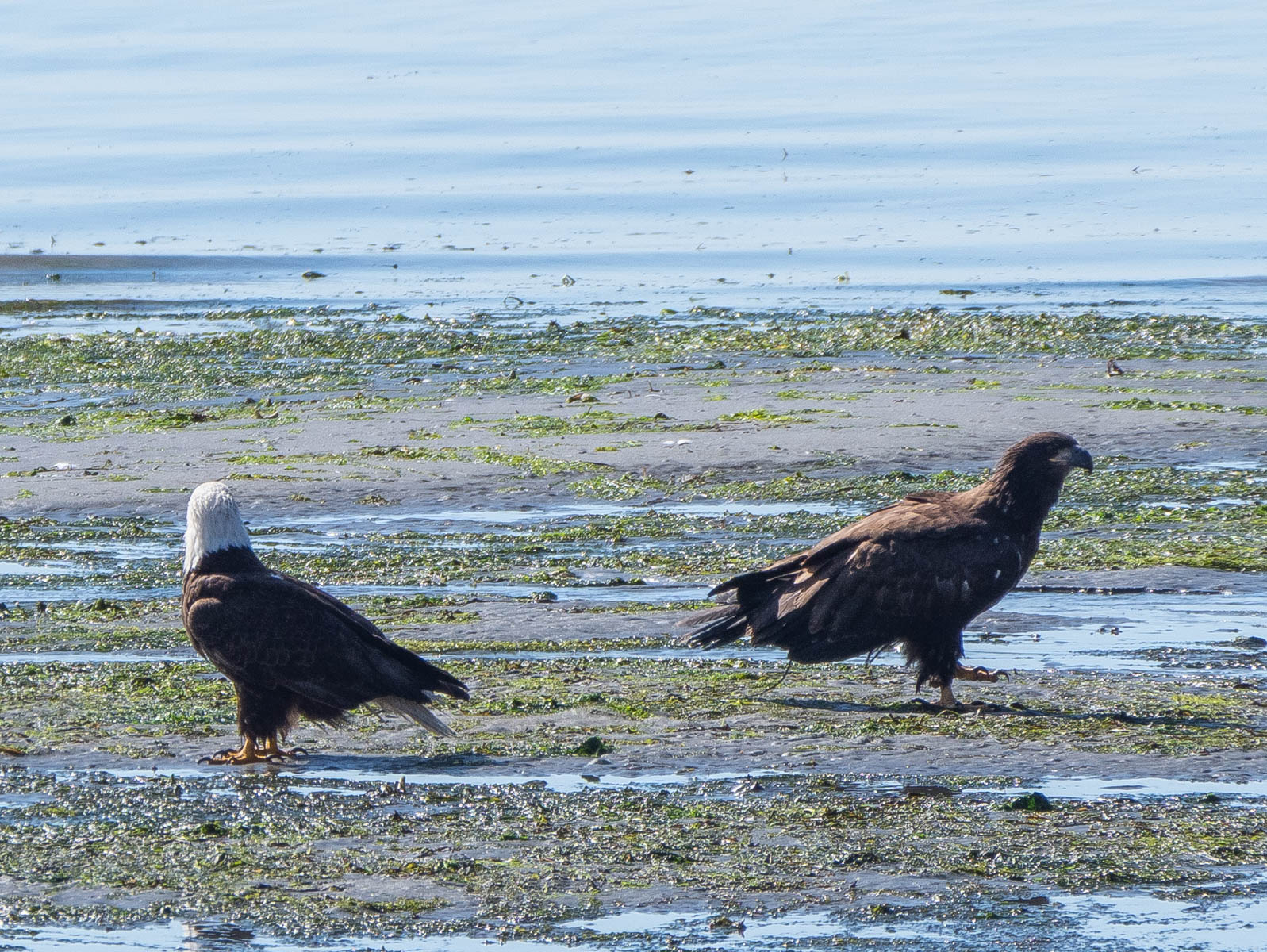 fledge-6.jpg