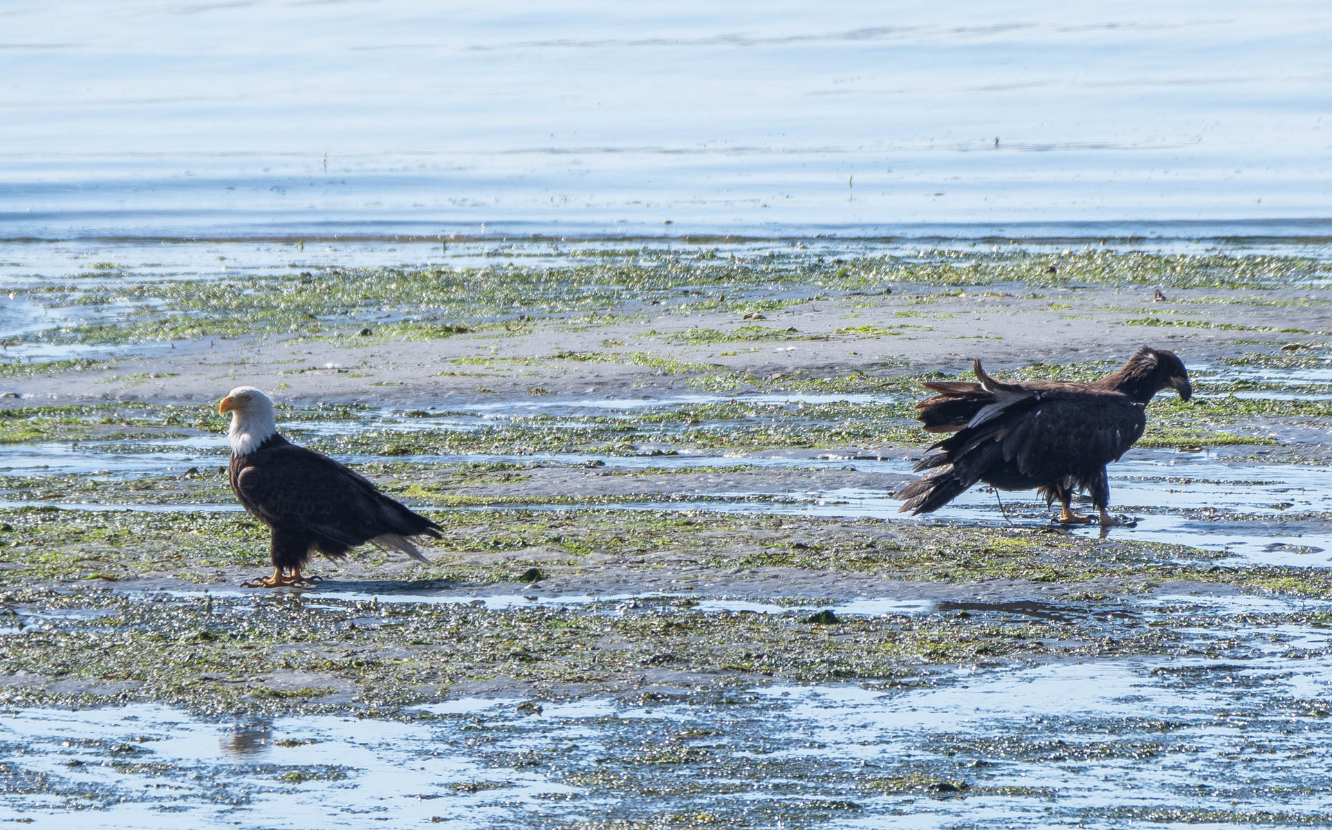 fledge-8.jpg