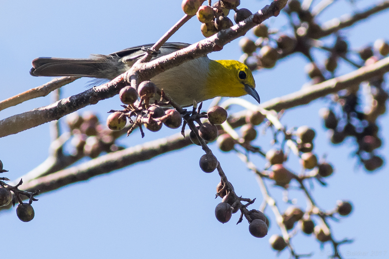 Yellow-headed Warbler