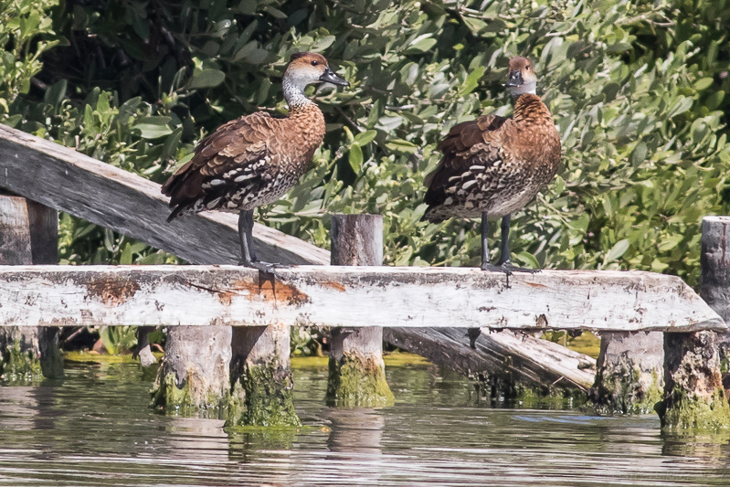 West Indian Whistling-Duck