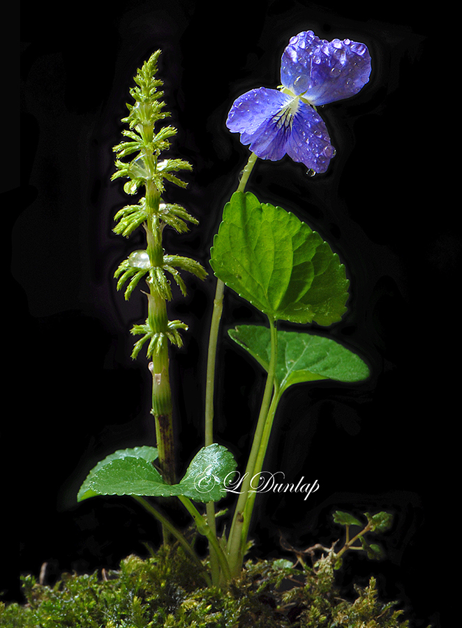 210 - Wild Violet And Young Horsetail, With Dew