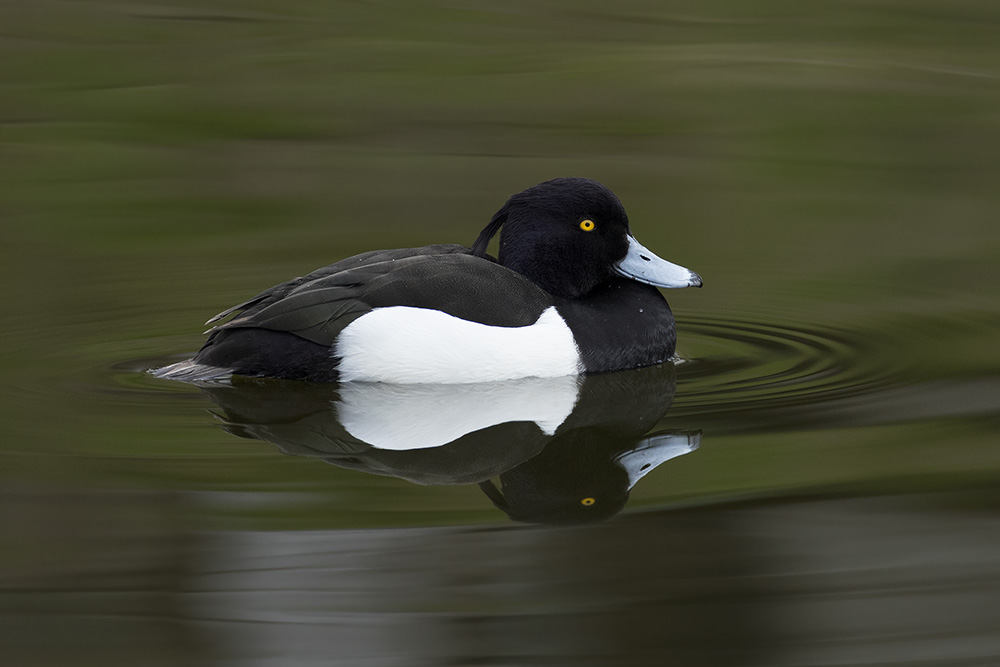 Kuifeend / Tufted Duck