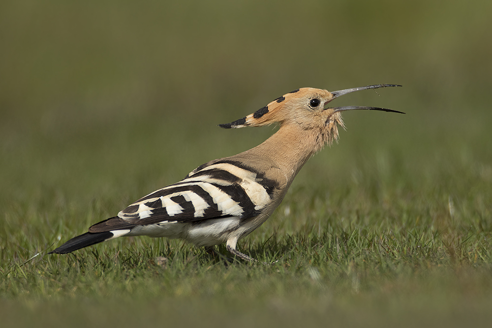 Hop / Eurasian Hoopoe