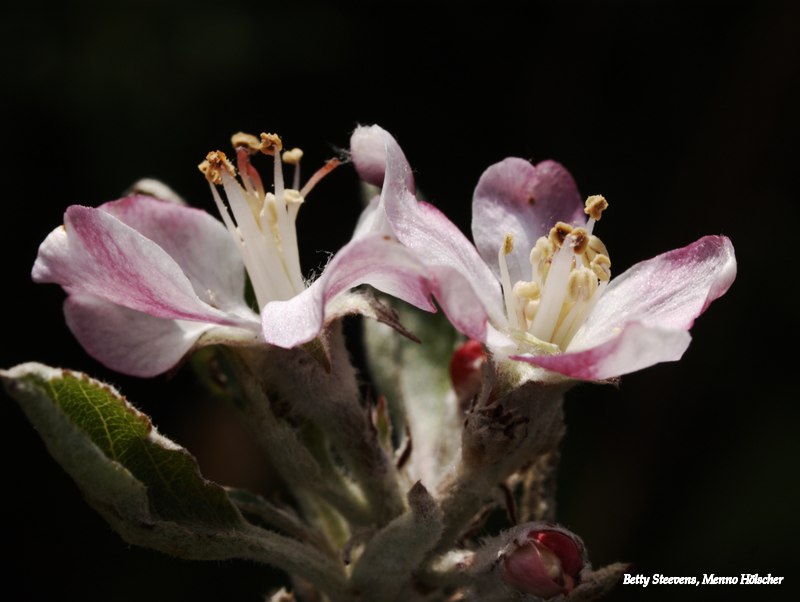 Appelboom bloeit