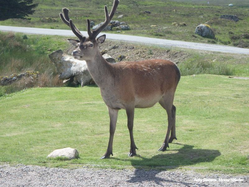 Stag 