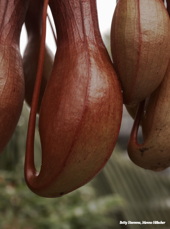 Trap of a carnivorous plant