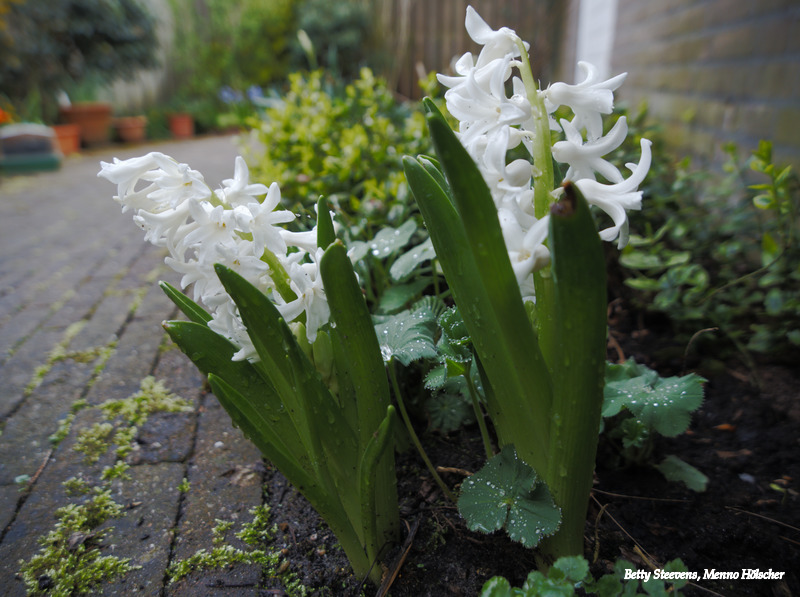 Witte hyacinthen