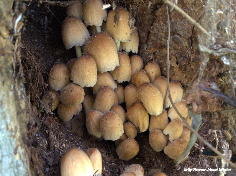 Shiny inkcap