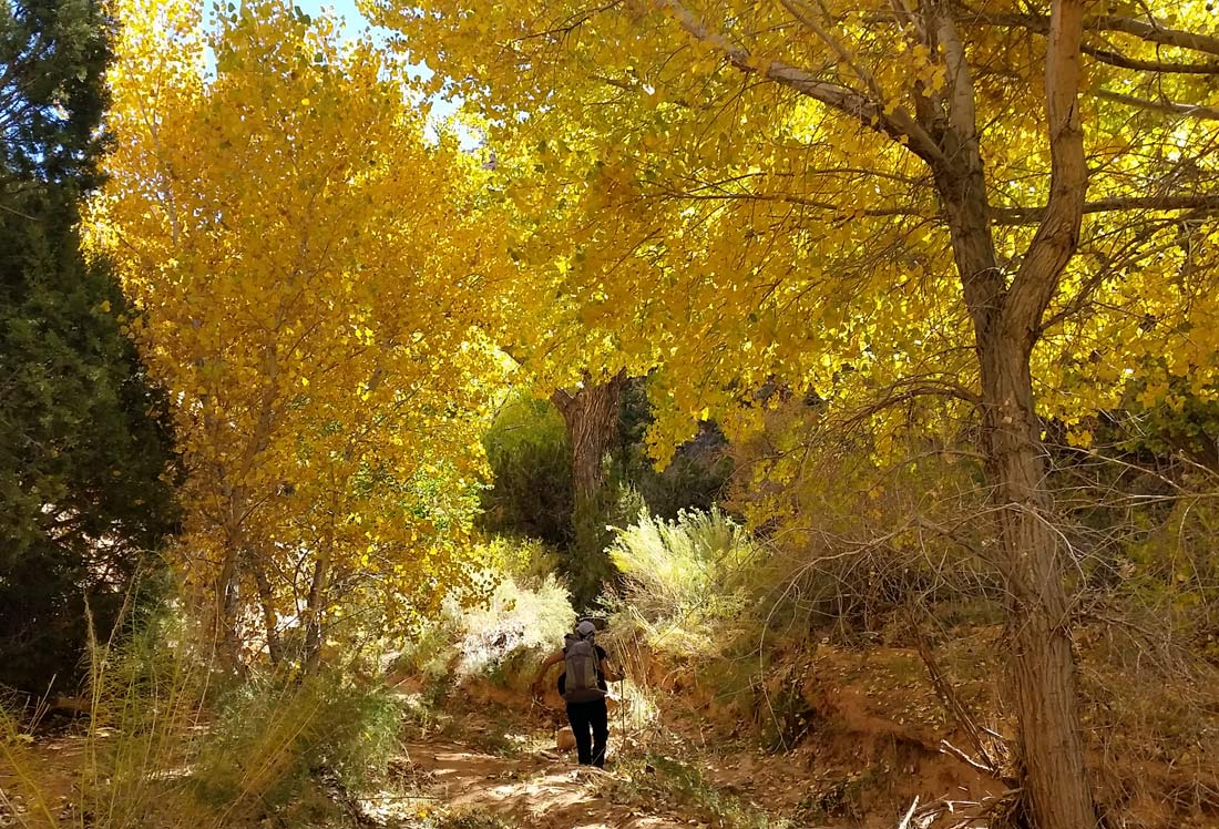 Autumnal cottonwoods in upper Slickhorn