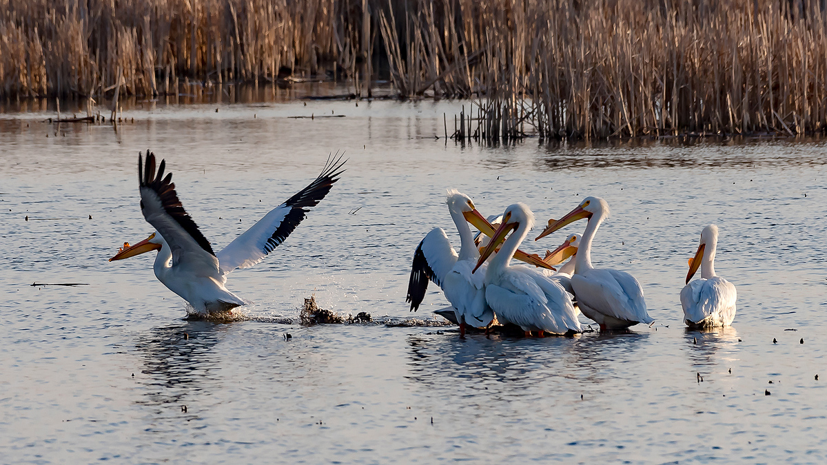 Loess Bluffs Pelican Migration 2017