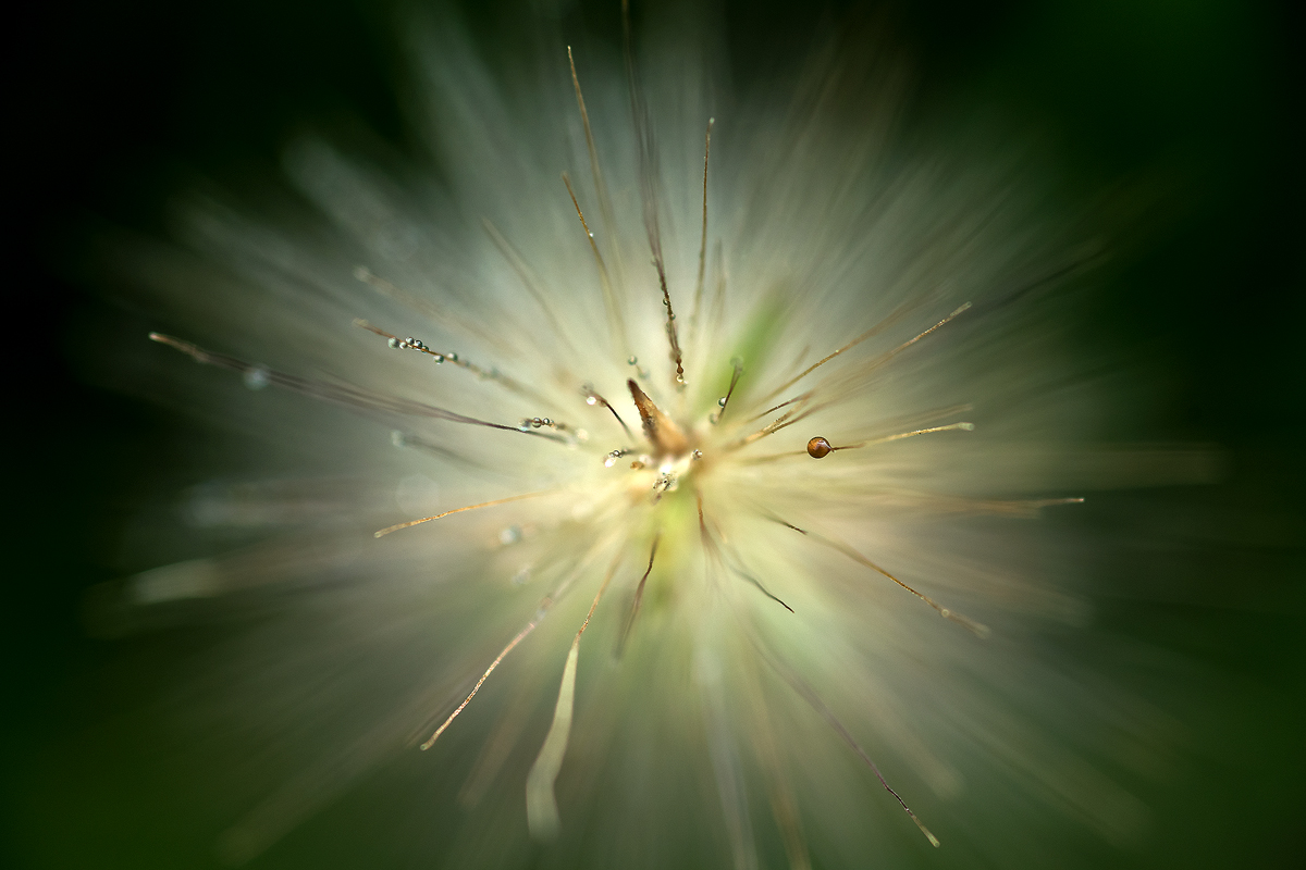 Morning Dew on Grass