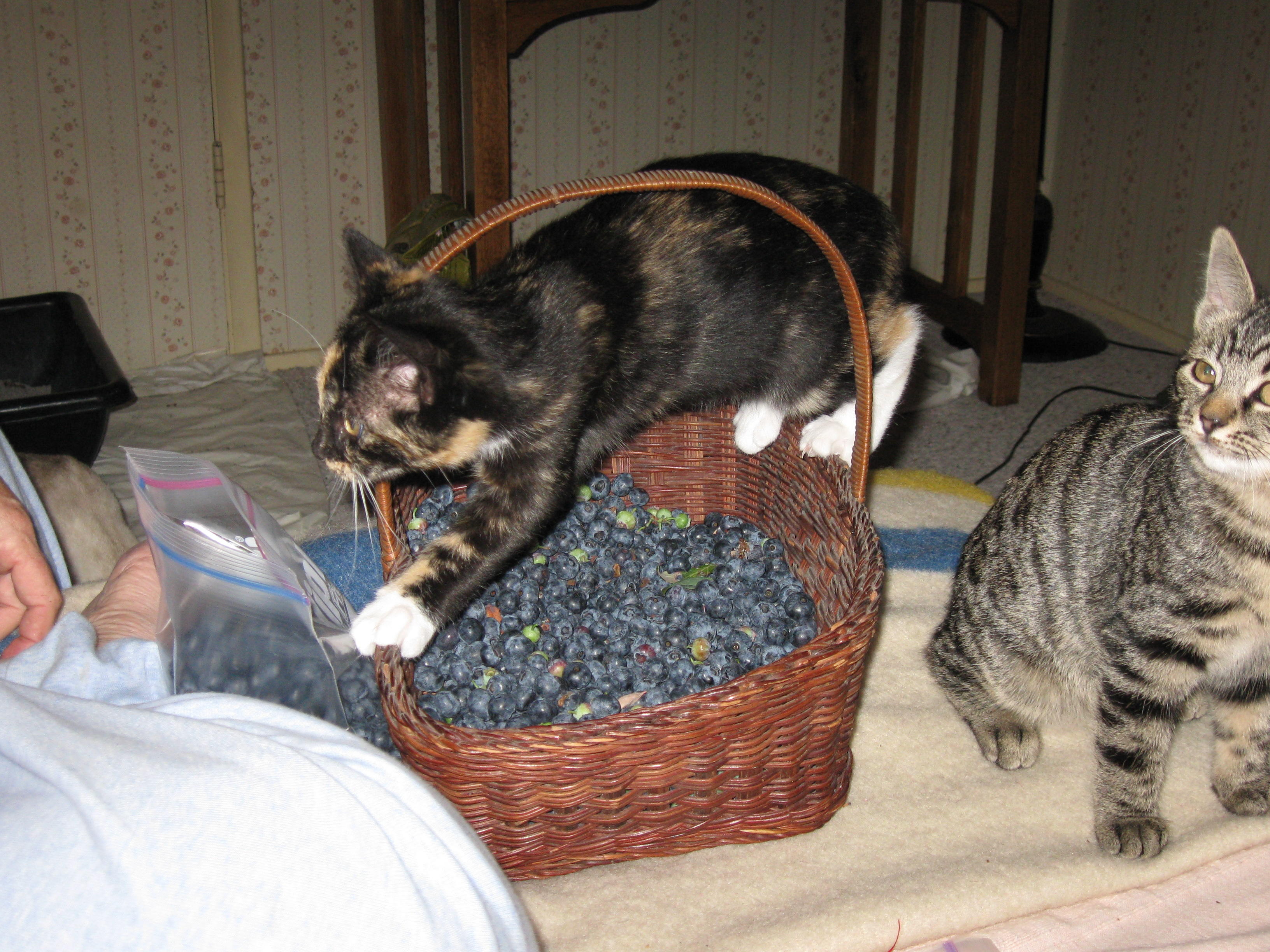 socializing kittens with Blueberries