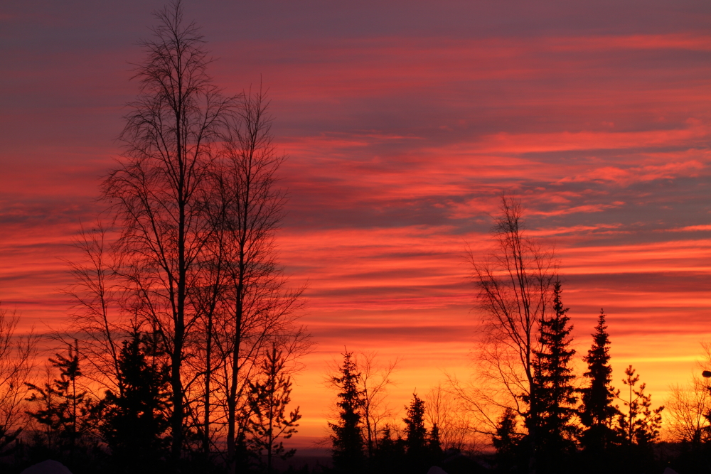 Trees at sunset