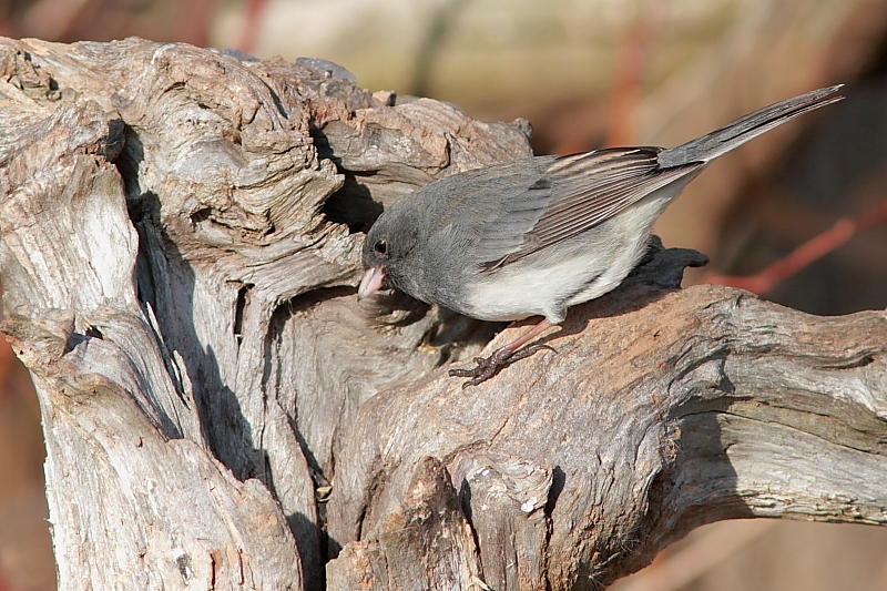 Junco ardois