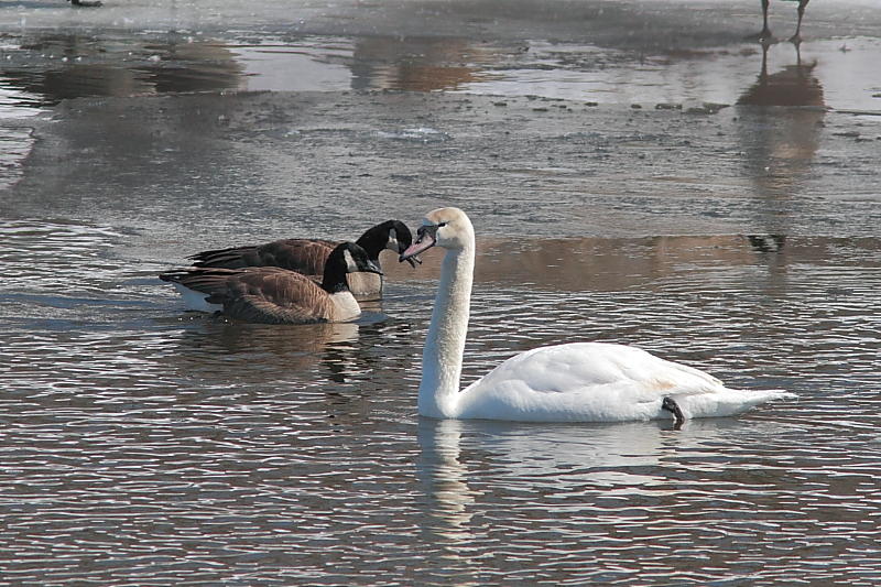 Cygne tubercul,  Bernache du Canada