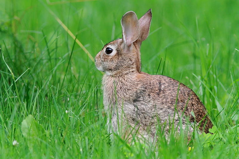 Lapin  queue blanche