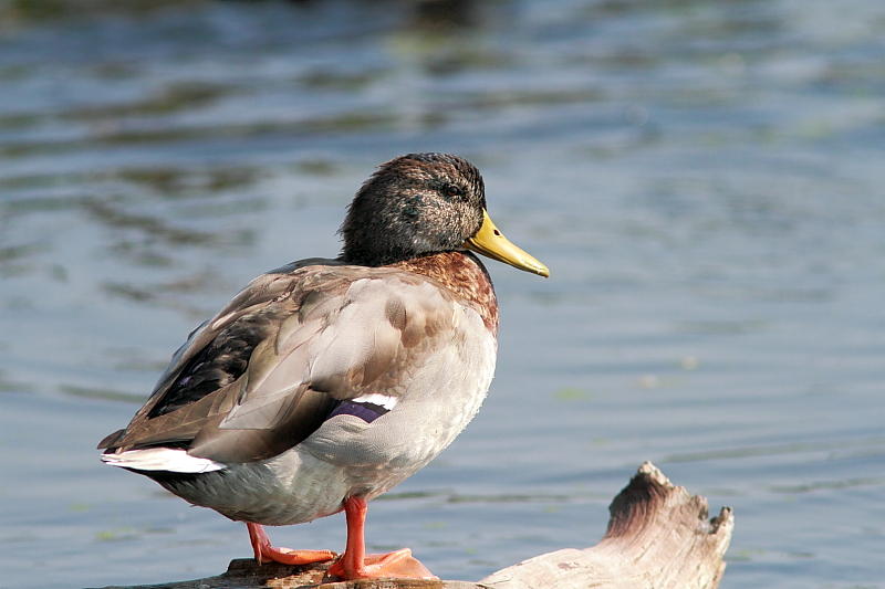 Canard colvert
