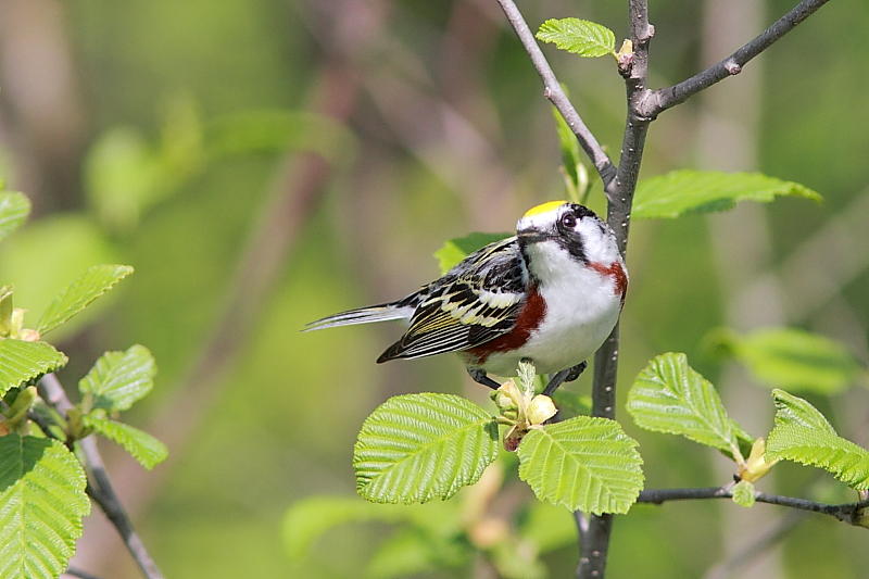 Paruline  flancs marron