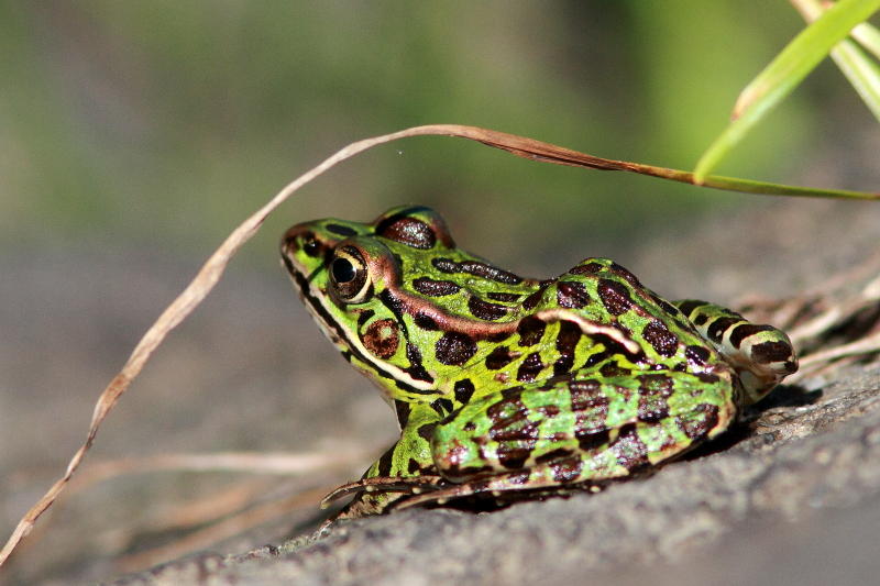 Grenouille lopard