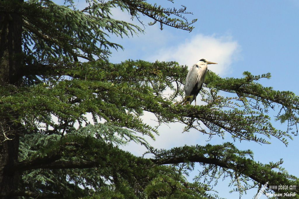 Grey heron / Hron cendr